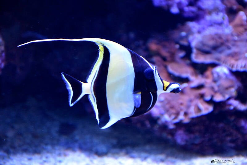 Halfterfisch | Staatliches Museum für Naturkunde Karlsruhe | 04.12.2022