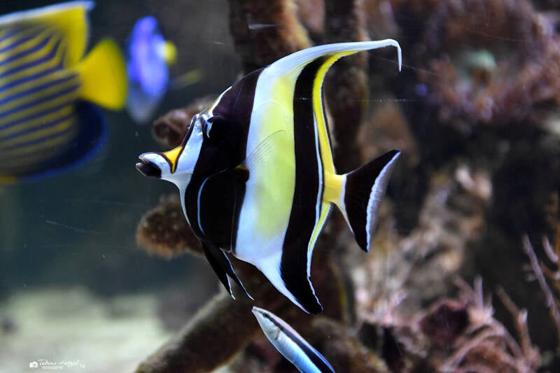 Halfterfisch | Tierpark Nymphaea, Esslingen | 03.12.2022