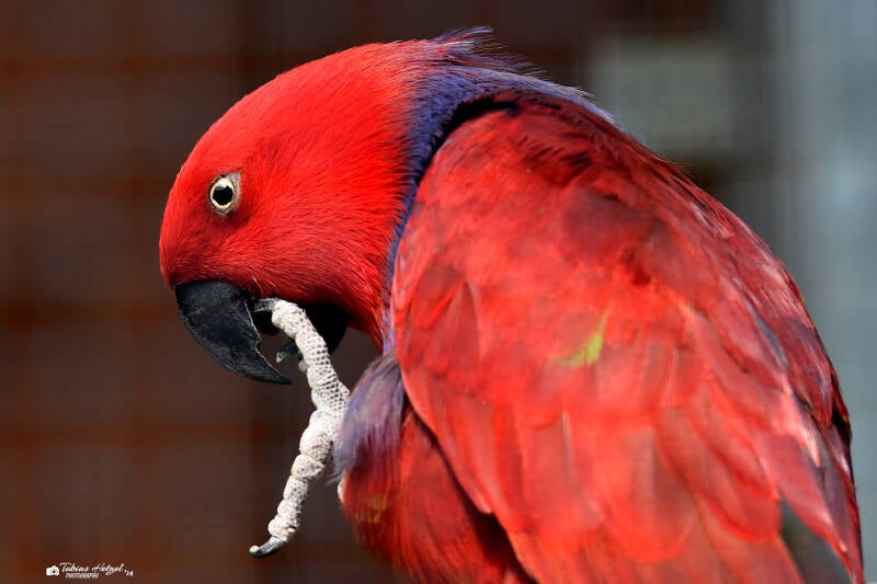 Halmaheraedelpapagei | Kobelt-Zoo Frankfurt | 08.05.2022
