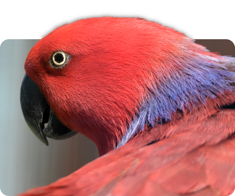 Halmaheraedelpapagei