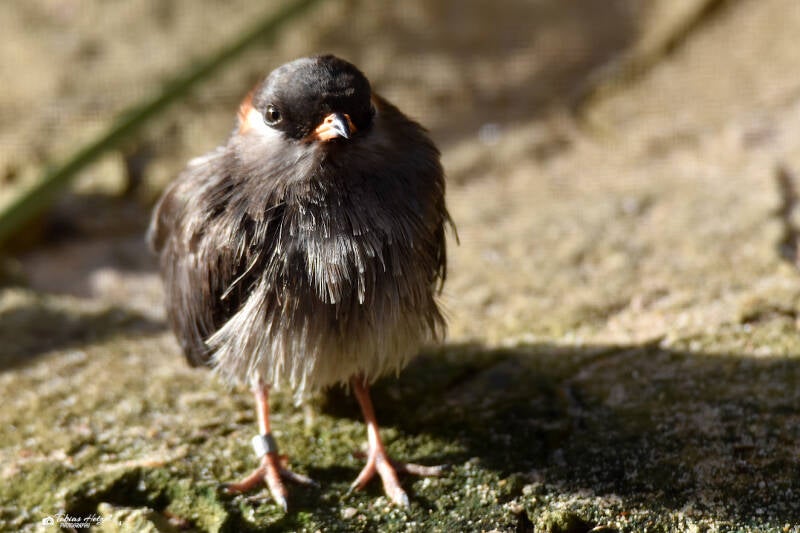 Halsband-Brachschwalbe | Wilhelma Stuttgart | 27.01.2024