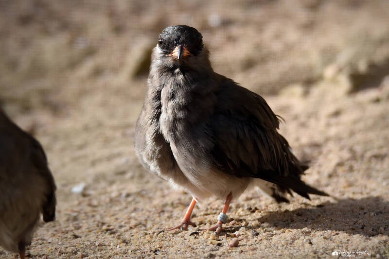 Halsband-Brachschwalbe | Wilhelma Stuttgart | 27.01.2024