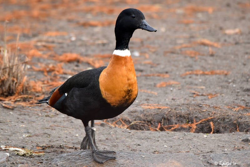 Halsbandgans | Kölner Zoo | 27.12.2021