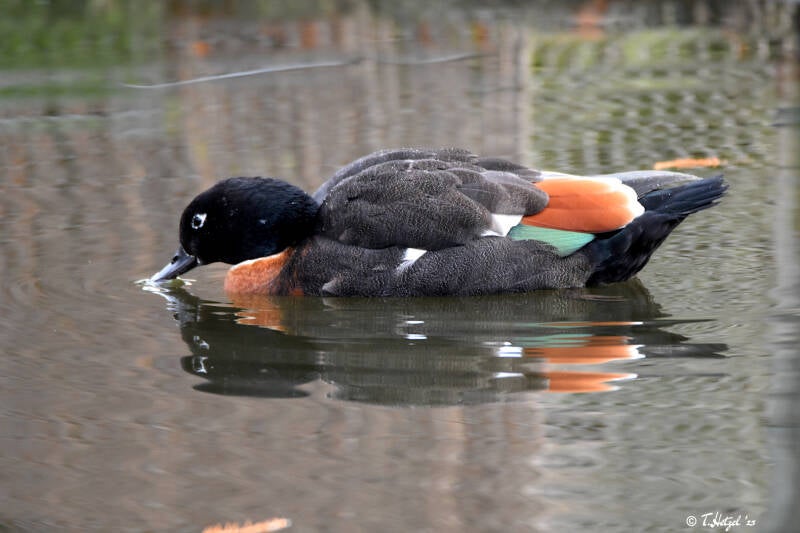 Halsbandgans | Kölner Zoo | 27.12.2021