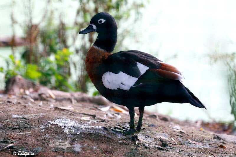 Halsbandgans | Zoo Plzen | 29.08.2019
