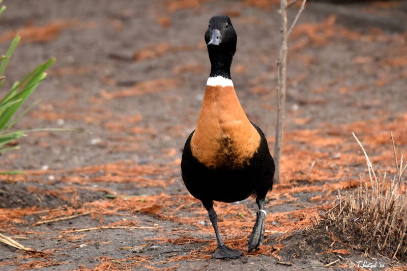 Halsbandgans | Kölner Zoo | 27.12.2021
