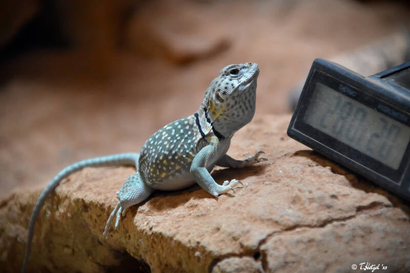 Halsbandleguan (kein Unterartenstatus)