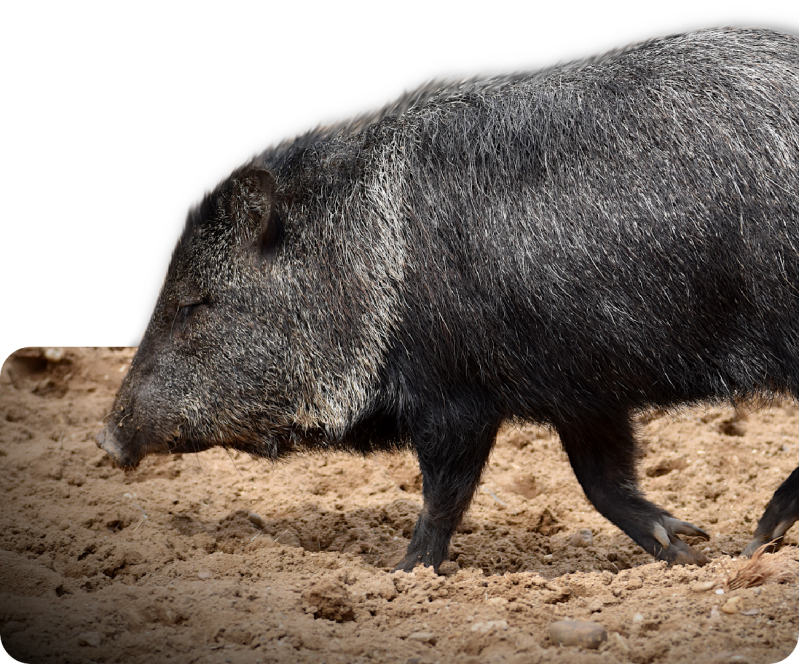 Halsbandpekari (kein Unterartenstatus)