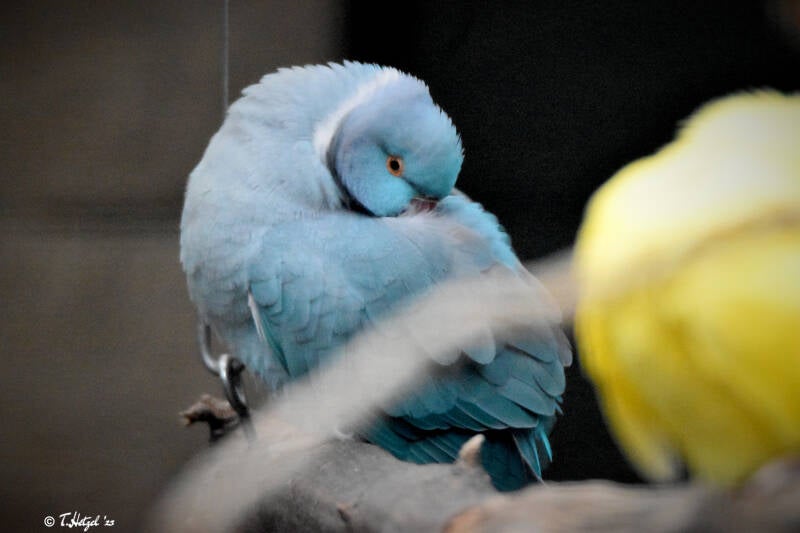 Halsbandsittich (Zuchtformen)