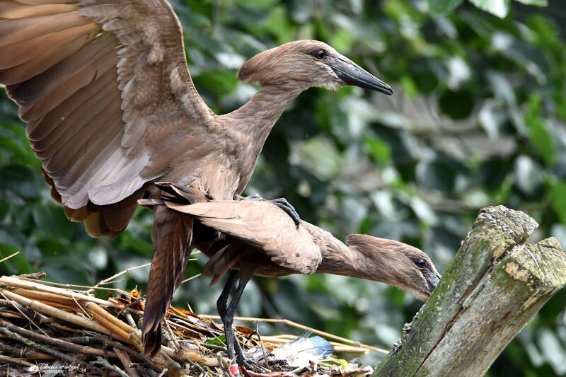 Hammerkopf | Safaripark Beekse Bergen, Hilvarenbeek | 10.07.2021