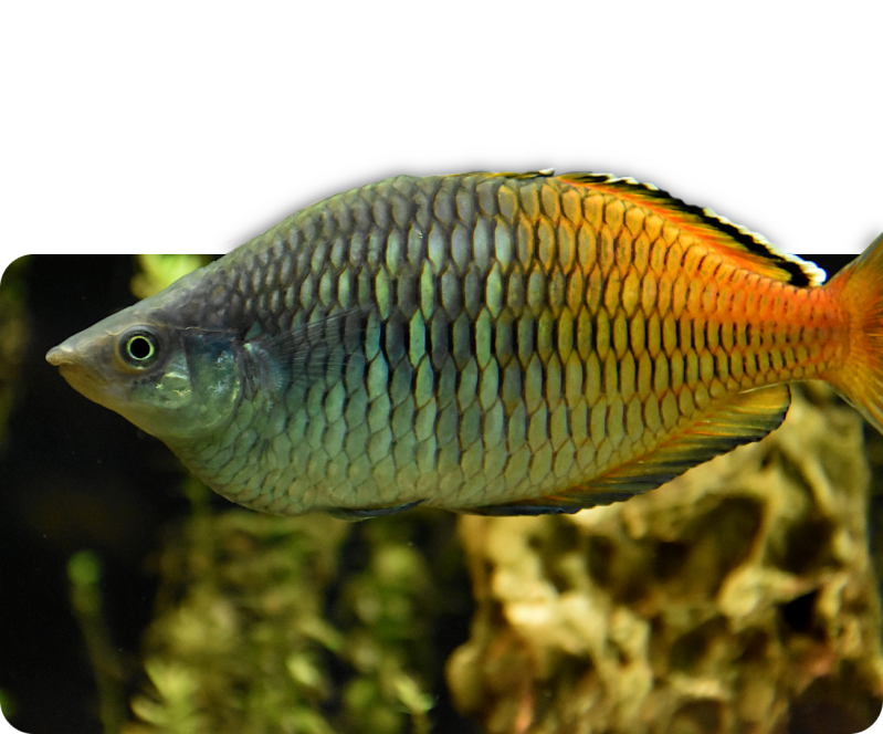 Harlekin-Regenbogenfisch