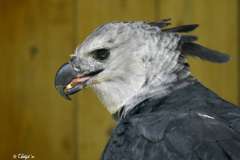 Harpyie | Tiergarten Nürnberg | 04.07.2021
