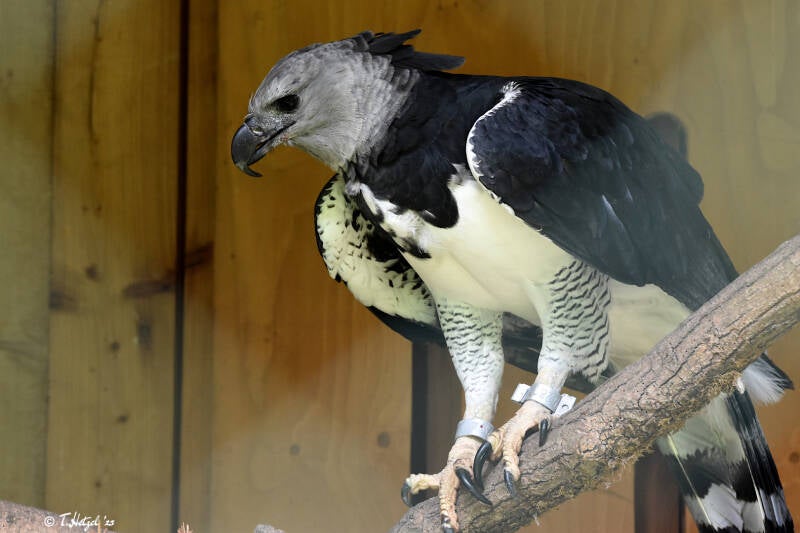 Harpyie | Tiergarten Nürnberg | 04.07.2021