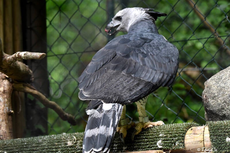 Harpyie | Tiergarten Nürnberg | 12.08.2023