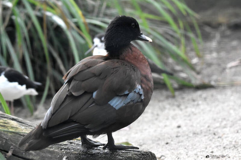Hartlaubente | Zoo Plzen | 17.09.2022