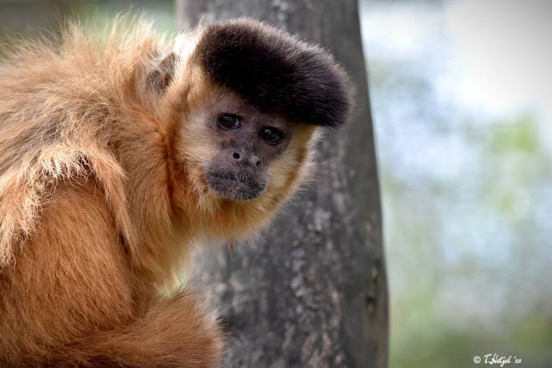 Haubenkapuzineraffe (kein Unterartenstatus) | Tierpark Göppingen | 10.03.2023