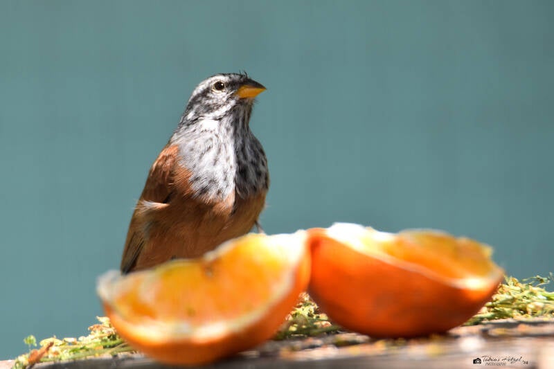 Hausammer | Vogelpark Bobenheim-Roxheim | 15.05.2022