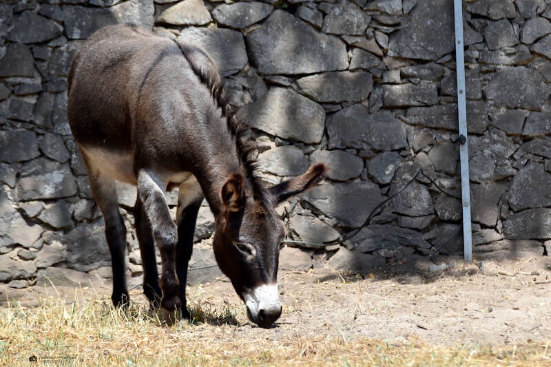 Hausesel (keine Rassezuordnung) | Wildpark Alte Fasanerie, Hanau Klein-Auheim | 16.07.2023