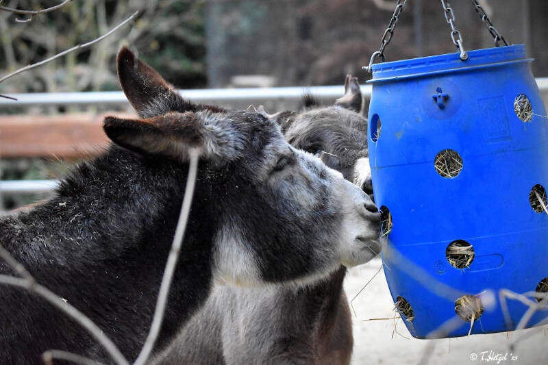 Hausesel (keine Rassezuordnung)