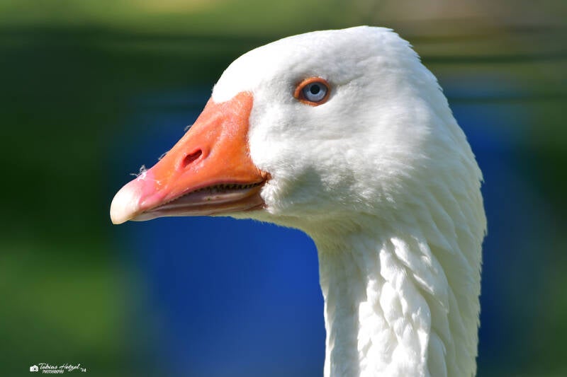 Hausgans (keine Rassezuordnung)