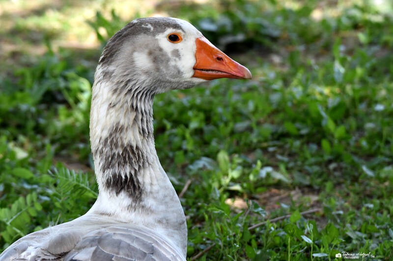 Hausgans (keine Rassezuordnung) | Vogelpark Bobenheim-Roxheim | 15.05.2022