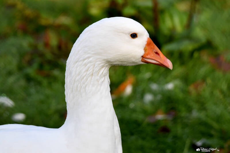 Hausgans (keine Rassezuordnung) | Wildpark Alte Fasanerie, Hanau Klein-Auheim | 27.11.2022
