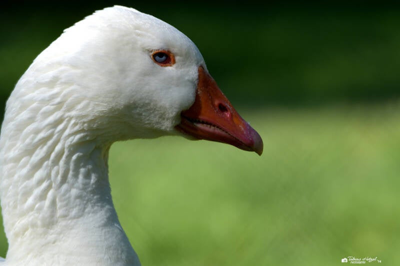 Hausgans (keine Rassezuordnung) | Wildpark Alte Fasanerie, Hanau Klein-Auheim | 21.05.2020