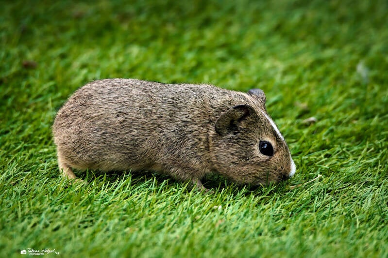 Hausmeerschweinchen (keine Rassezuordnung) | Tier- und Freizeitpark Thüle | 03.08.2024