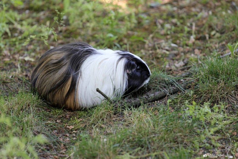 Hausmeerschweinchen (keine Rassezuordnung) | Tierpark Berlin | 27.05.2018