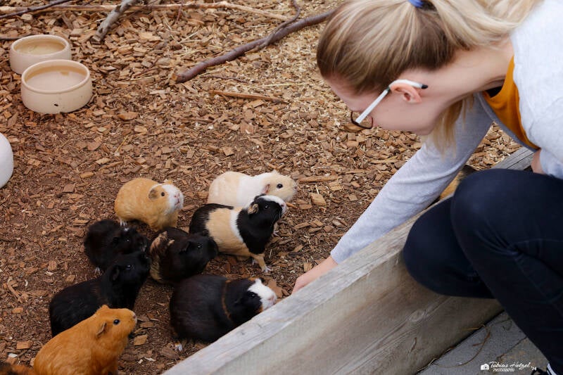 Hausmeerschweinchen (keine Rassezuordnung) | Tierpark Donnersberg, Rockenhausen | 03.08.2019