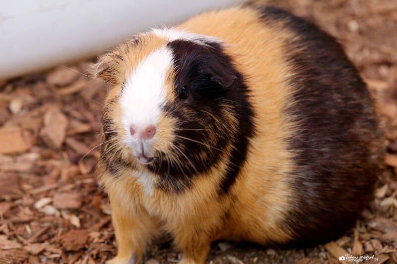 Hausmeerschweinchen (keine Rassezuordnung) | Tierpark Donnersberg, Rockenhausen | 03.08.2019