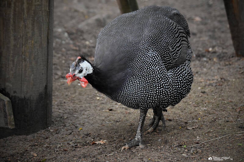 Hausperlhuhn | Vogelpark Viernheim | 24.03.2023