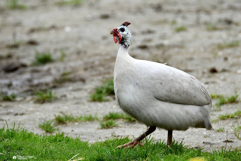 Hausperlhuhn | Zie-Zoo, Volkel | 05.07.2021