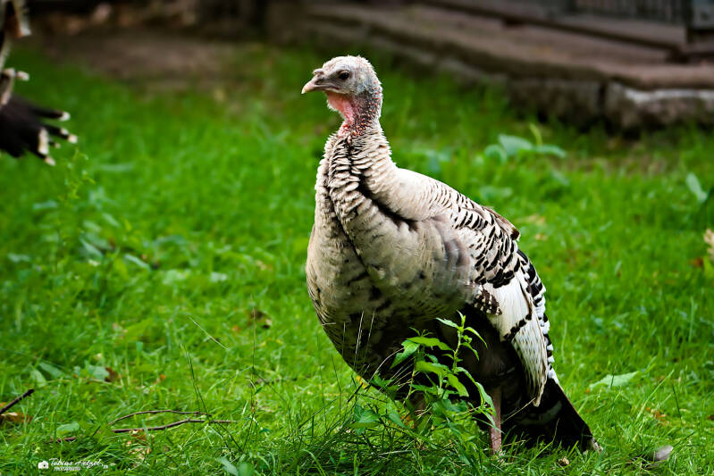 Hauspute (keine Rassezuordnung) | Tierpark Hirschfeld | 13.07.2025