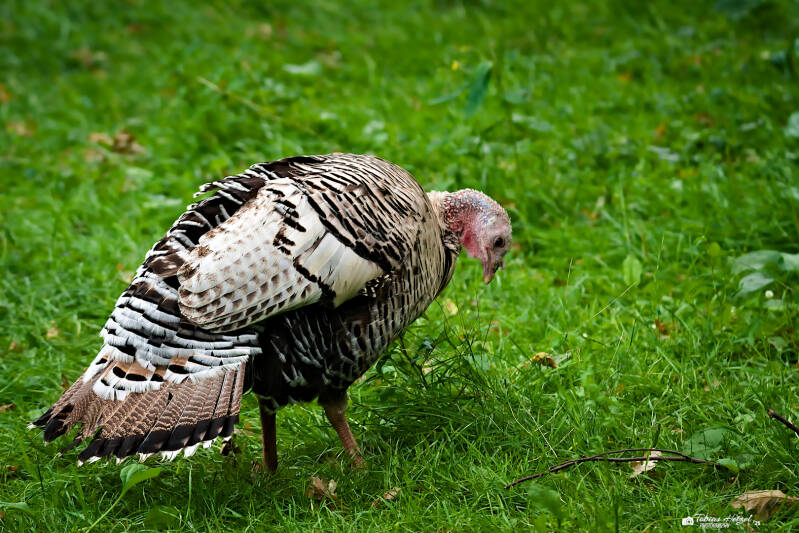 Hauspute (keine Rassezuordnung) | Tierpark Hirschfeld | 13.07.2025