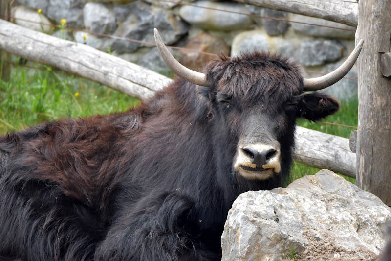 Hausyak | Zoo Zürich | 04.07.2020