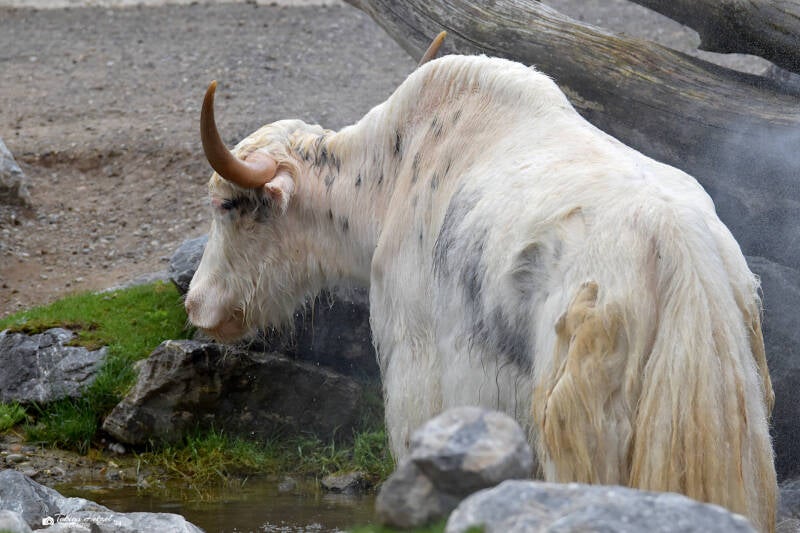 Hausyak | Zoo Zürich | 04.07.2020