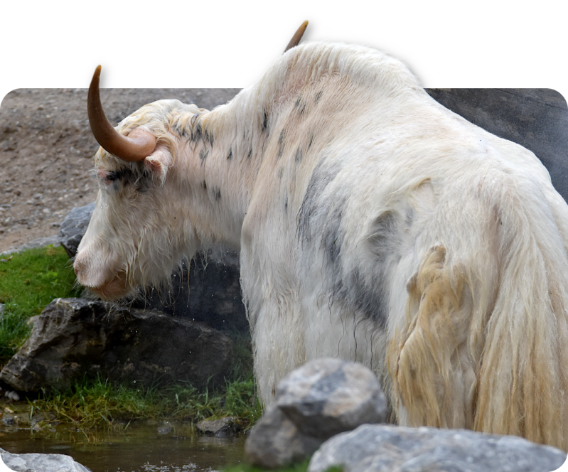 Hausyak
