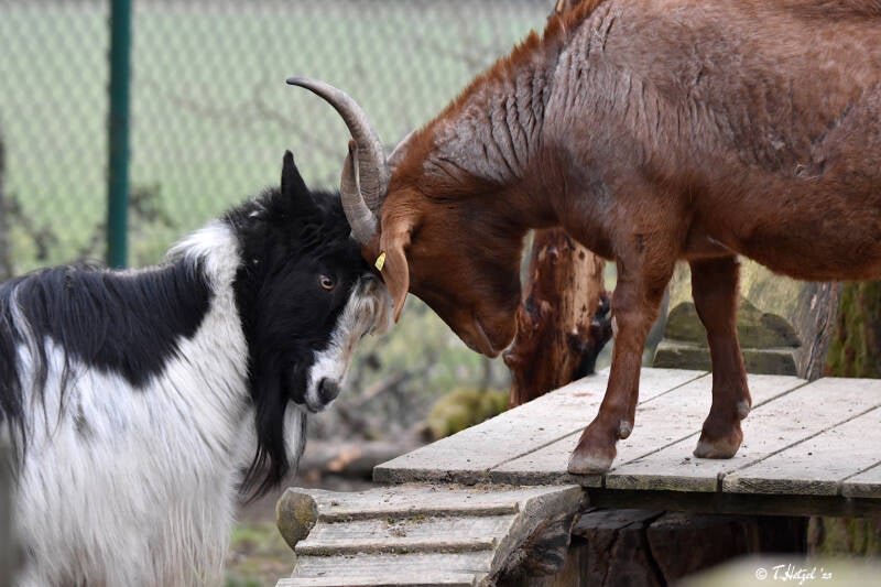 Hausziege (keine Rassezuordnung)