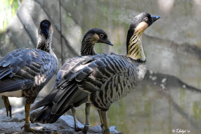 Hawaiigans | Zoologischer Stadtgarten Karlsruhe | 03.07.2020
