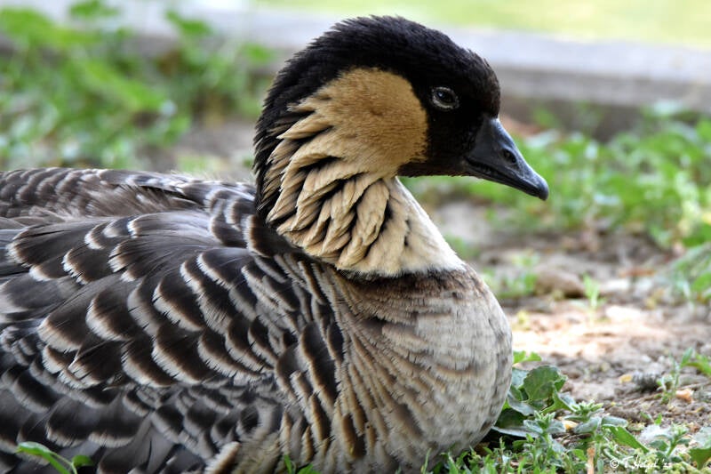 Hawaiigans | Vogelpark Bobenheim-Roxheim | 15.05.2022