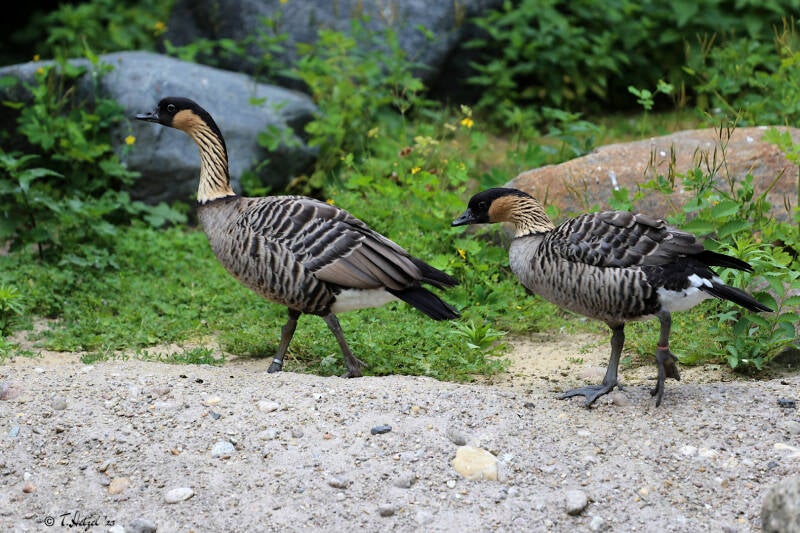 Hawaiigans | Zoo Berlin | 26.05.2018