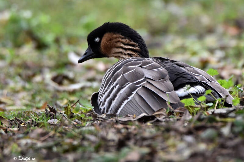 Hawaiigans | Zoologischer Stadtgarten Karlsruhe | 12.11.2023