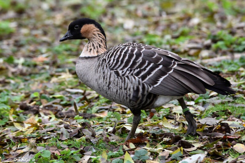 Hawaiigans | Zoologischer Stadtgarten Karlsruhe | 12.11.2023