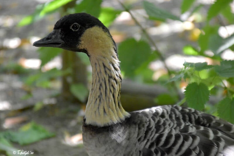 Hawaiigans | Zoo Krefeld | 02.06.2020