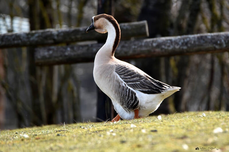 Höckergans | Wildpark Potzberg, Föckelberg | 03.03.2021