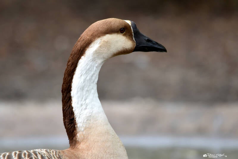 Höckergans | Vogelpark Groß-Rohrheim | 24.04.2022