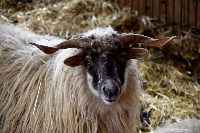 Heidschnucke (keine Rassezuordnung) | Tierpark Göppingen | 10.03.2023