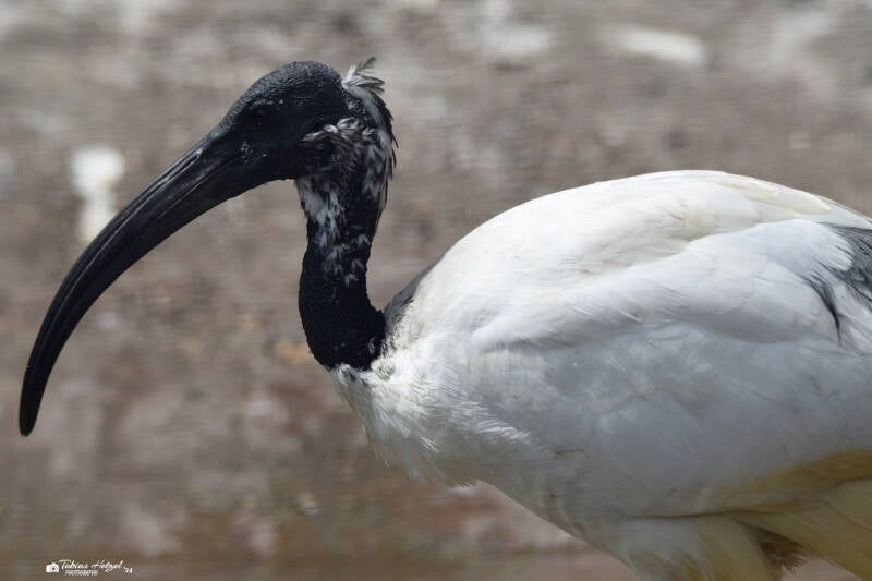 Pharaonenibis | Vogelpark Bobenheim-Roxheim | 15.05.2022