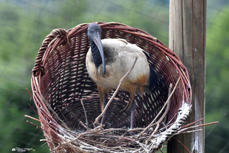 Pharaonenibis | Vogelpark Schotten | 16.07.2022